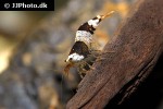 caridina cf cantonensis black bee shrimp caridina cf cantonensis black bee shrimp