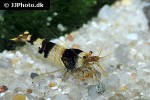 caridina cf cantonensis black bee shrimp caridina cf cantonensis black bee shrimp