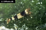 caridina cf cantonensis black bee shrimp caridina cf cantonensis black bee shrimp
