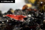 caridina cf cantonensis blood red crystal shrimp caridina cf cantonensis blood red crystal shrimp