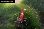 caridina cf cantonensis blood red crystal shrimp caridina cf cantonensis blood red crystal shrimp