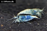 caridina cf cantonensis blue bolt shrimp caridina cf cantonensis blue bolt shrimp