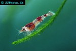 caridina cf cantonensis crystal red shrimp caridina cf cantonensis crystal red shrimp