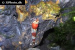 caridina cf cantonensis crystal red shrimp caridina cf cantonensis crystal red shrimp