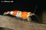 caridina cf cantonensis crystal red shrimp caridina cf cantonensis crystal red shrimp
