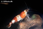 caridina cf cantonensis crystal red shrimp caridina cf cantonensis crystal red shrimp