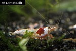 caridina cf cantonensis crystal red shrimp caridina cf cantonensis crystal red shrimp