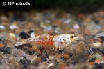 caridina cf cantonensis gold crystal shrimp caridina cf cantonensis gold crystal shrimp