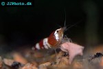 caridina cf cantonensis red bee shrimp caridina cf cantonensis red bee shrimp