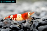 caridina cf cantonensis red bee shrimp caridina cf cantonensis red bee shrimp