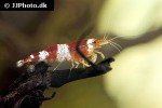 caridina cf cantonensis red bee shrimp caridina cf cantonensis red bee shrimp