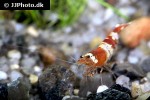 caridina cf cantonensis red bee shrimp caridina cf cantonensis red bee shrimp