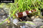 caridina cf cantonensis red bee shrimp caridina cf cantonensis red bee shrimp