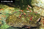 caridina cf cantonensis red bee shrimp caridina cf cantonensis red bee shrimp