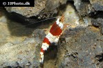 caridina cf cantonensis red bee shrimp caridina cf cantonensis red bee shrimp