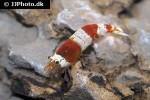 caridina cf cantonensis red bee shrimp caridina cf cantonensis red bee shrimp