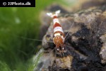 caridina cf cantonensis red bee shrimp caridina cf cantonensis red bee shrimp