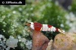 caridina cf cantonensis red bee shrimp caridina cf cantonensis red bee shrimp