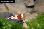 caridina cf cantonensis red bee shrimp caridina cf cantonensis red bee shrimp