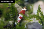 caridina cf cantonensis red bee shrimp caridina cf cantonensis red bee shrimp