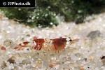 caridina cf cantonensis red bee shrimp caridina cf cantonensis red bee shrimp