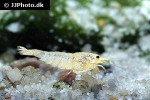caridina cf cantonensis snow white shrimp caridina cf cantonensis snow white shrimp