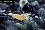 caridina cf cantonensis   snow white shrimp  