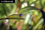 caridina cf propinqua   borneo shrimp  