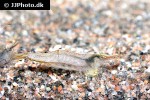 caridina cf propinqua   borneo shrimp  