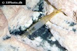caridina cf propinqua   borneo shrimp  