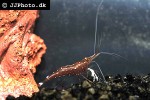 caridina dennerli   cardinal shrimp  