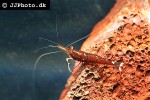caridina dennerli   cardinal shrimp  