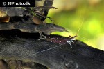 caridina dennerli   cardinal shrimp  