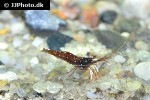 caridina dennerli   cardinal shrimp  