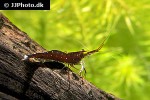 caridina dennerli   cardinal shrimp  