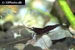 caridina dennerli   cardinal shrimp  