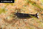 caridina dennerli   cardinal shrimp  