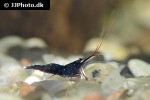 caridina dennerli   cardinal shrimp  