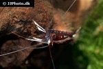 caridina dennerli   cardinal shrimp  