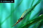 caridina gracilirostris   rhino shrimp  