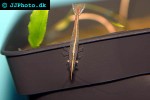caridina gracilirostris   rhino shrimp  