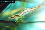caridina gracilirostris   rhino shrimp  