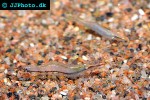 caridina gracilirostris   rhino shrimp  