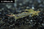 caridina gracilirostris   rhino shrimp  