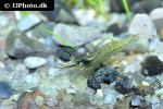 caridina gracilirostris   rhino shrimp  