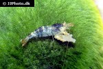 caridina logemanni   crystal black shrimp  