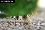 caridina logemanni   crystal black shrimp  