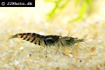 caridina mariae   blue tiger shrimp  