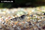 caridina mariae   tiger shrimp  