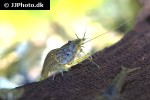 caridina multidentata   common amano shrimp  